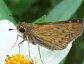 Skipper Butterfly